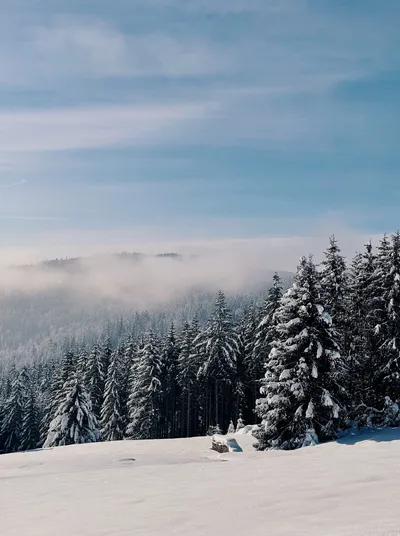 Verschneite Tannen im Schwarzwald über einem Nebelmeer