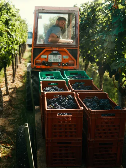 Traktor mit roten Erntekisten fährt durch die Rebzeilen