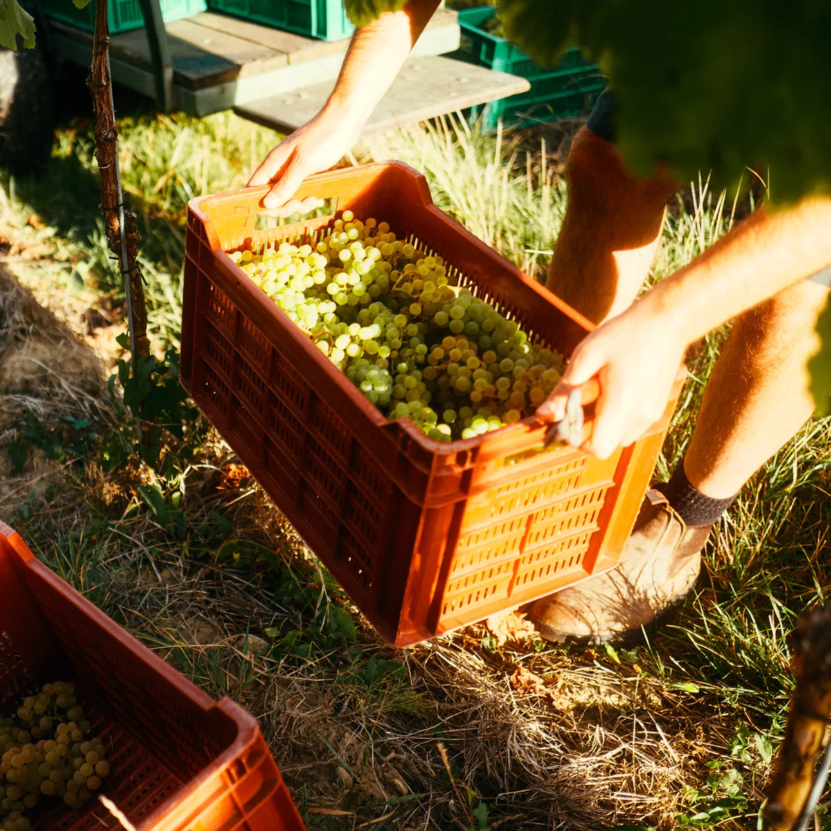 Weinlese: Hände heben eine Erntekiste voller weißer Trauben
