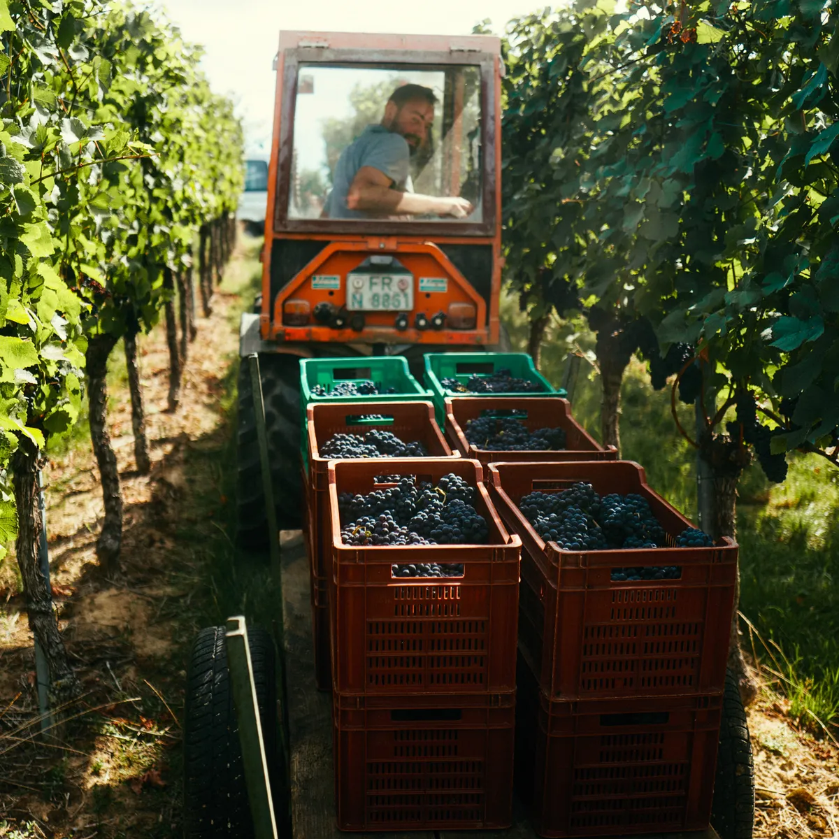 Traktor mit roten Erntekisten fährt durch die Rebzeilen