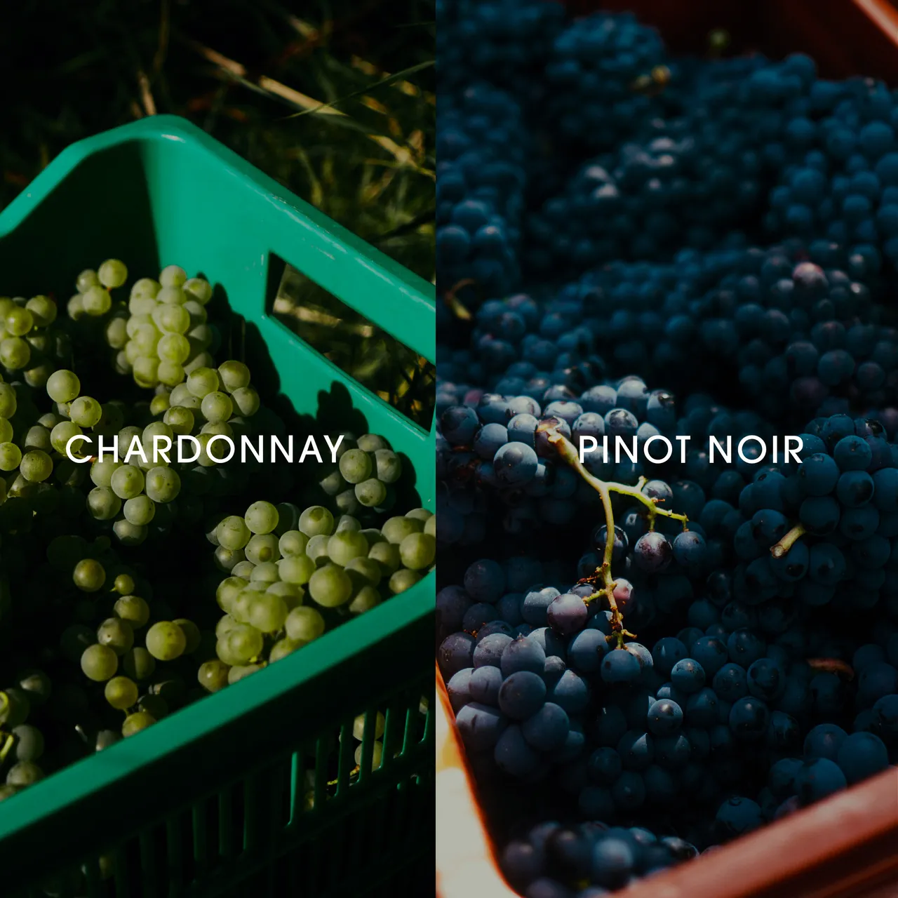 Chardonnay- und Pinot-Noir-Trauben in Erntekisten