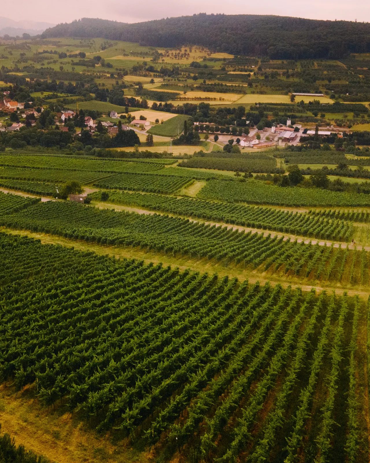 Weitläufige Weinberge mit Dorf im Hintergrund