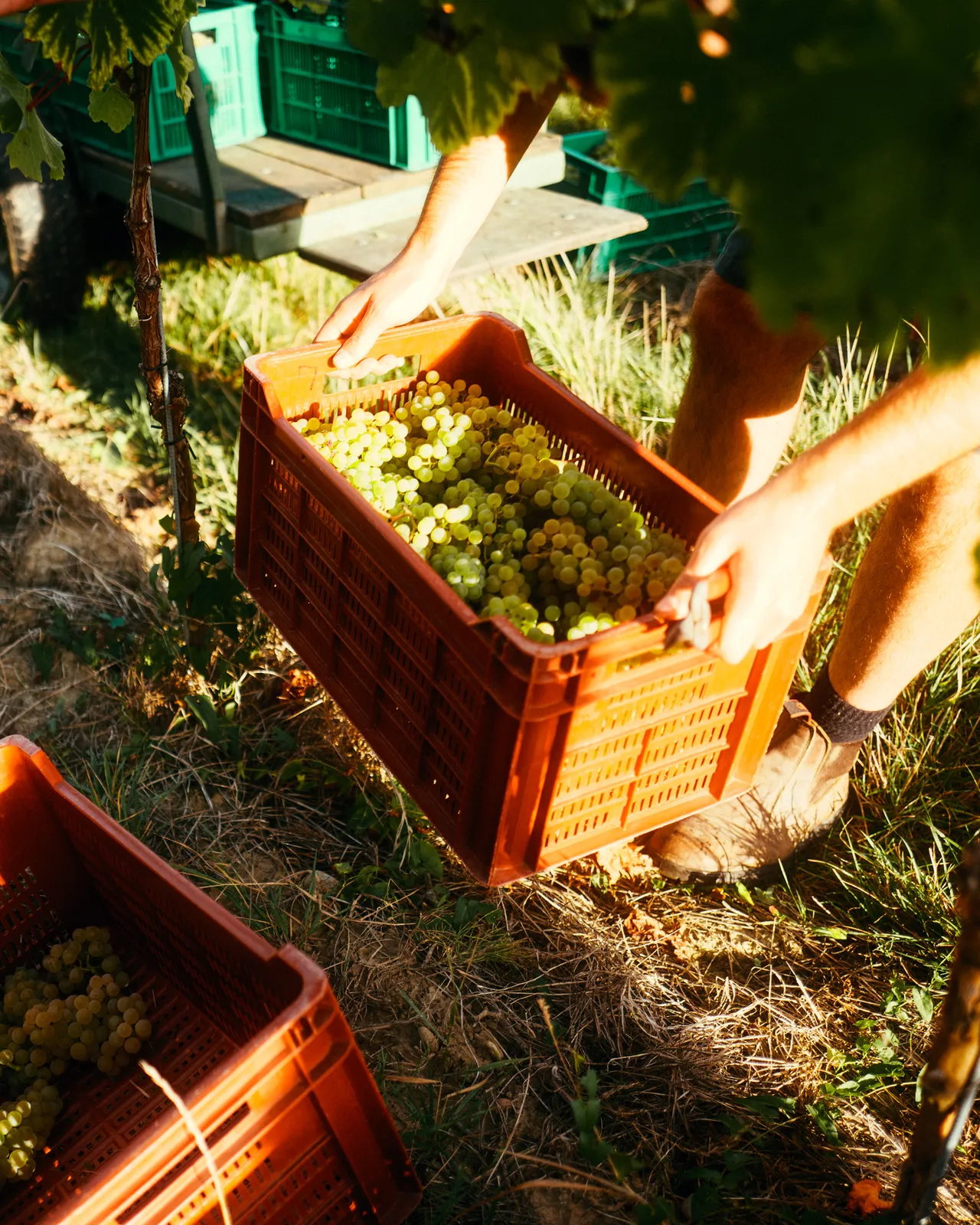 Weinlese: Hände heben eine Erntekiste voller weißer Trauben