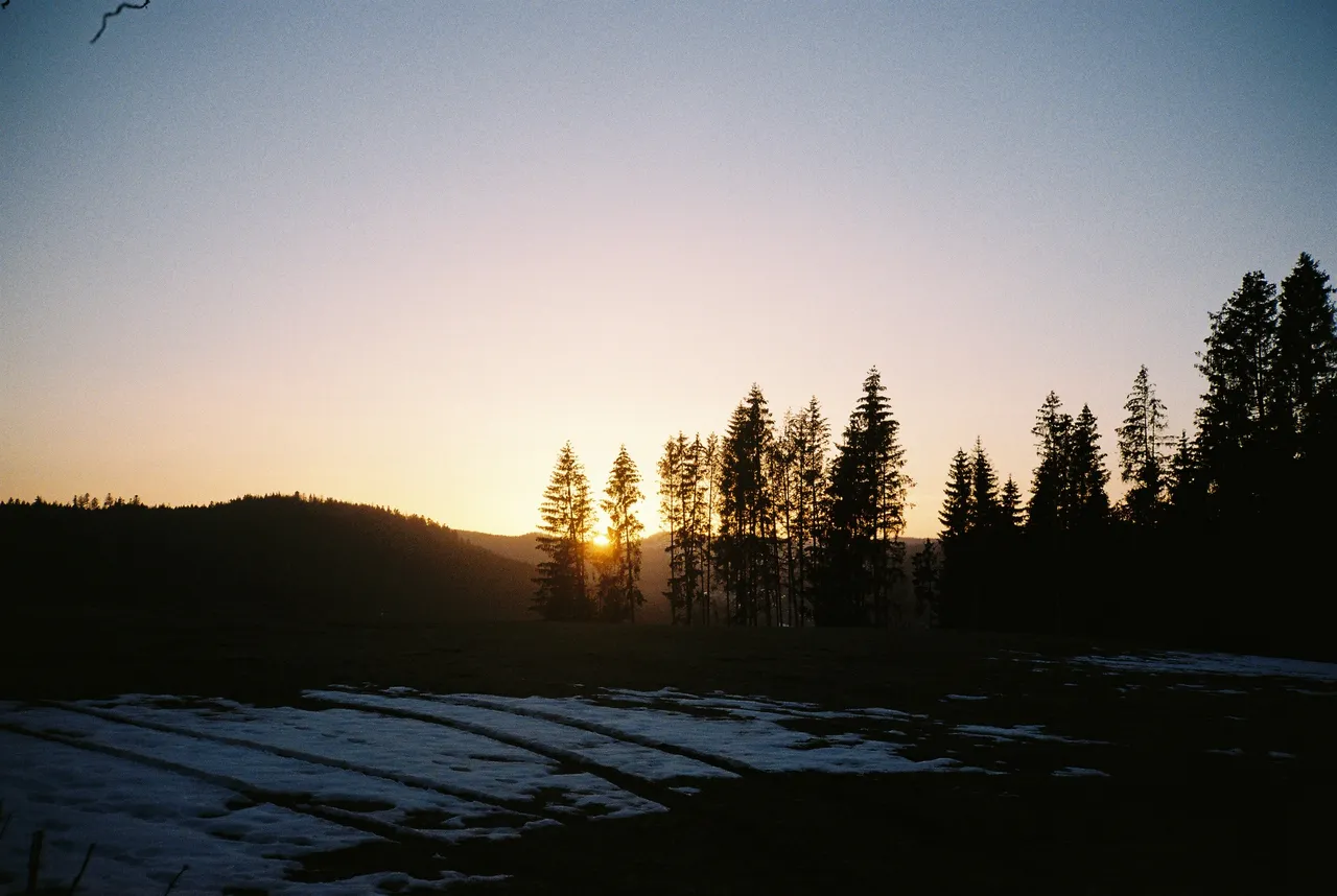 Sonnenuntergang hinter Tannen im Schwarzwald
